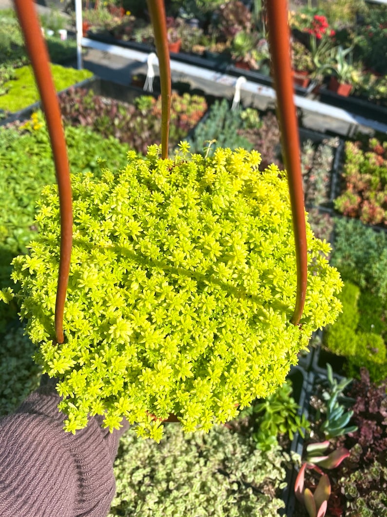 6 Sedum Acre Gold Moss Live Plant Stonecrop image 4