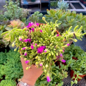 4” Rosea Purple Iceplant - Drosanthemum Floribundum