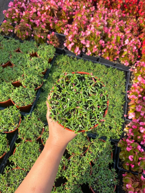 4 Ruschia Lineolata nana dwarf Carpet of Stars Etsy Australia