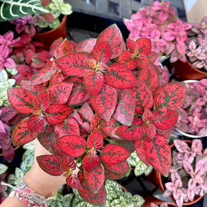 Red Polka Dot Plant: Live Houseplant (4&quot; Pot)