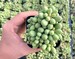 2' Dragon Eggs Succulent - Cotyledon Sinus Alexandri - Cotyledon Fairy Tale Plant 