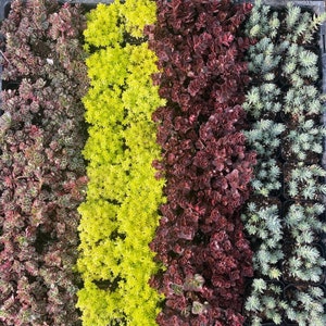 2&quot; Sedum - Sedum Acre Gold Moss - Sedum Tricolor - Sedum Red Carpet - Stonecrop - Sedum Blue Spruce