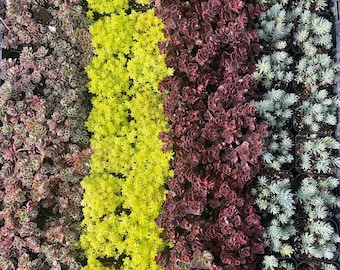 2" Colorful Sedum Succulent - Stonecrop Varieties