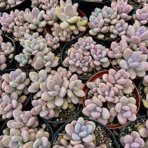 4&quot; Pink Moonstones - Graptopetalum Amethystinum - Live Succulent