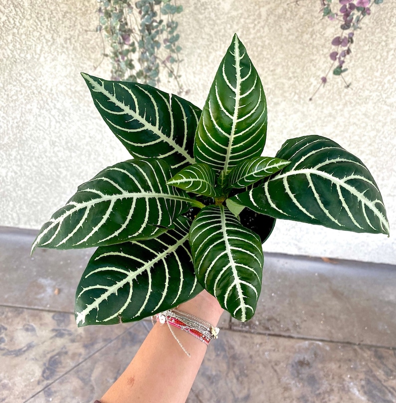 4' Zebra House Plant - Fully Rooted - Aphelandra Squarrosa - Live House Plant 