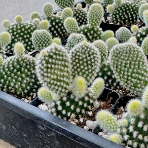 2" Bunny Ear Cactus - White Angel Wing Cactus - Optunia Microdasys Albata - Cactus