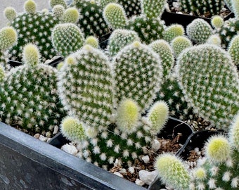 2" Bunny Ear Cactus - White Angel Wing Cactus - Optunia Microdasys Albata - Cactus