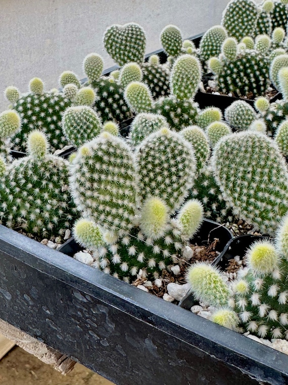 2" Bunny Ear Cactus - White Angel Wing Cactus - Optunia Microdasys Albata -  Cactus