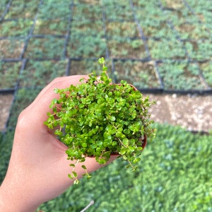 2 Baby Tears Soleirolia Soleirolii Live Plant Fully Rooted image 2