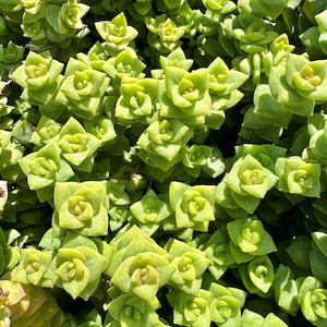 String of Buttons Cuttings - Unrooted Succulent Cuttings - Live Starter Plants - Trailing Plant
