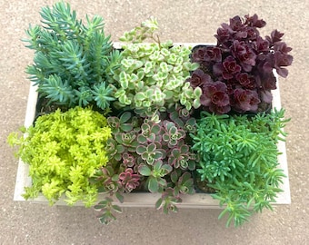 6 Pack of 2" Sedum in Mini Wooden Crate - Sedum Sample Pack - Sedum Tricolor - Sedum Little Missy - Gold Moss - Sedum Red Carpet