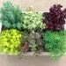 see more listings in the Sedum section