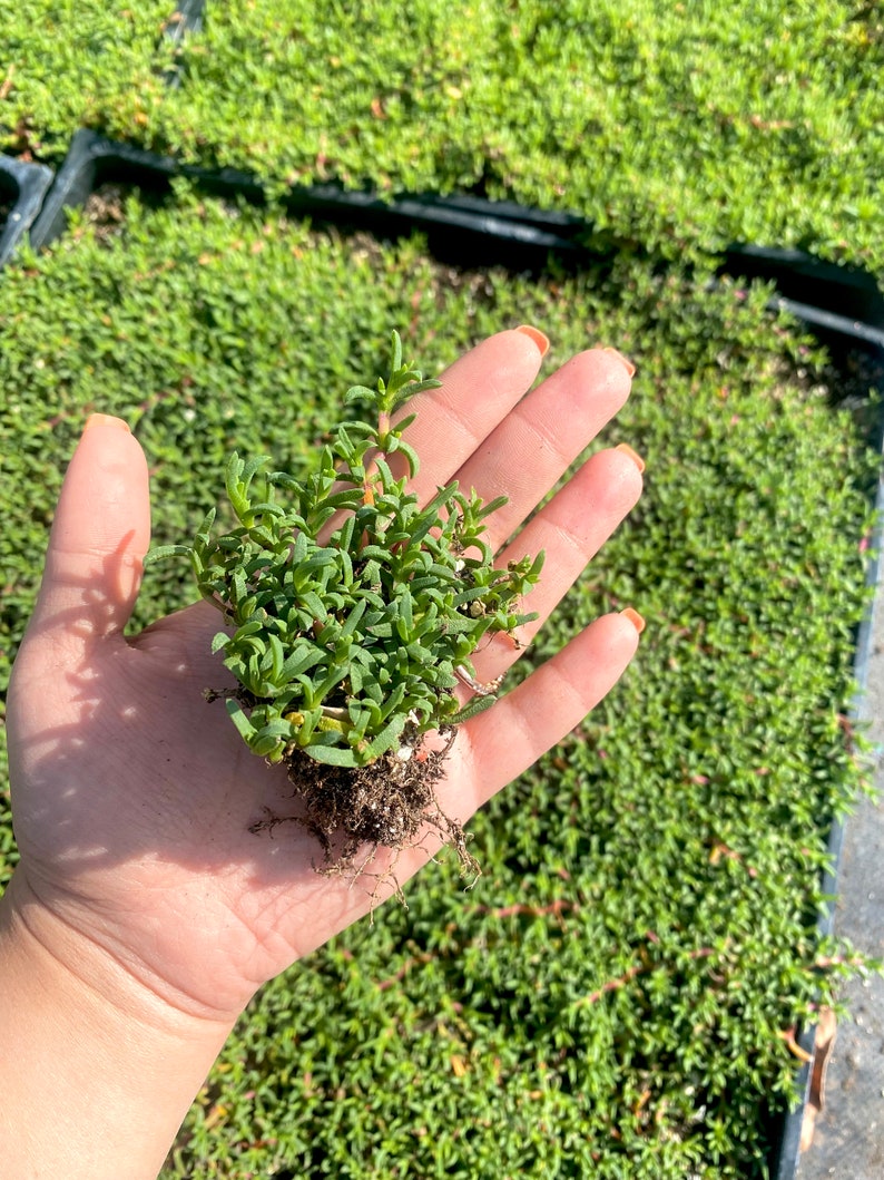 BAREROOT Ruschia Lineolata 'nana' Dwarf Carpet of Etsy