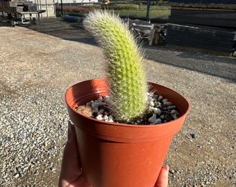 4” Monkey Tail Cactus