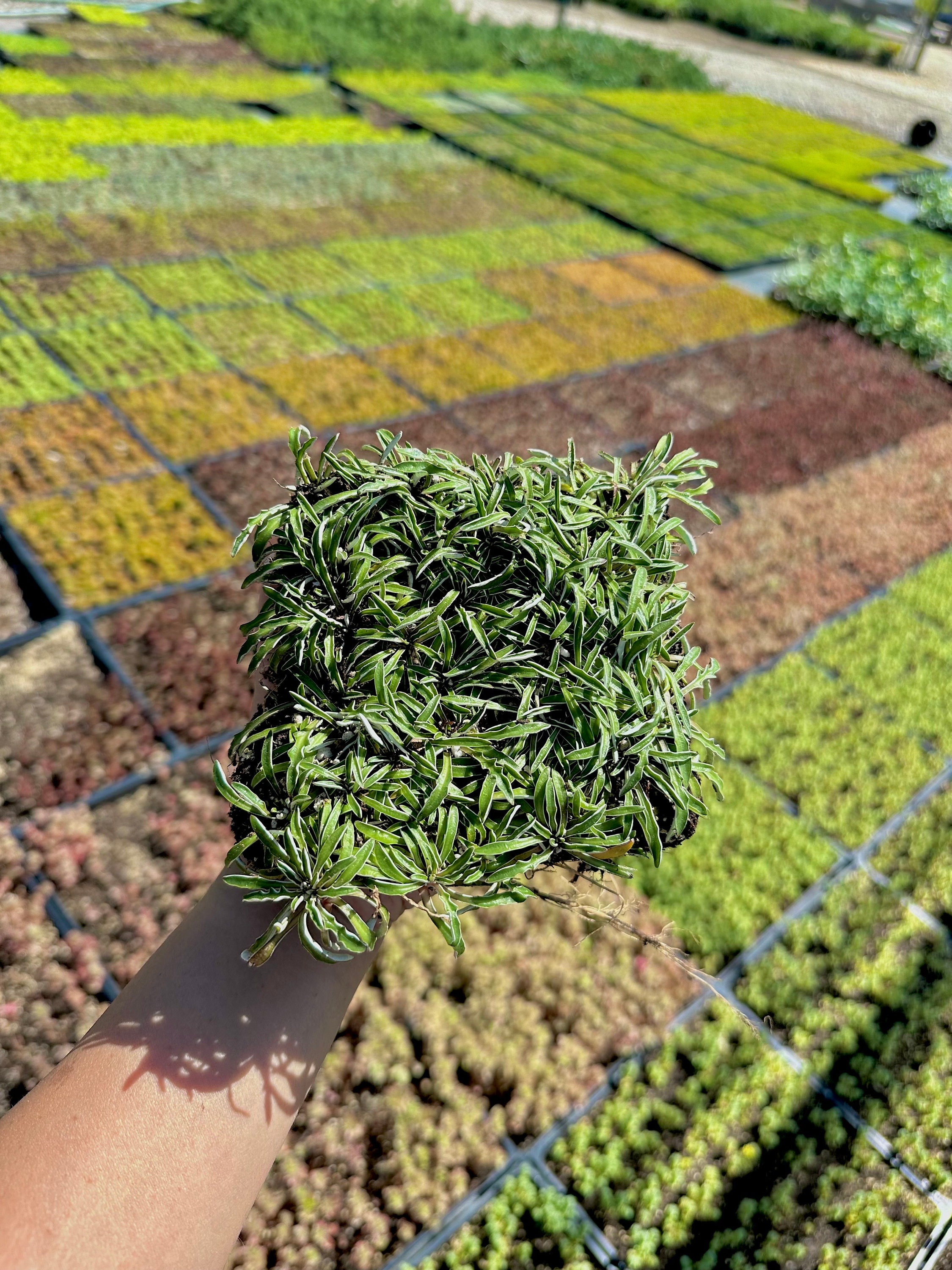 Silver Dyckia Plant - Etsy