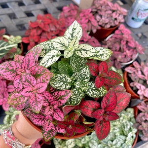 May include: A collection of potted plants with pink, red and white speckled leaves. The plants are in small terracotta pots.