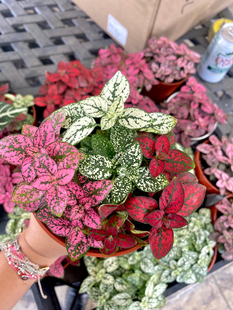 May include: A collection of potted plants with pink, red and white speckled leaves. The plants are in small terracotta pots.