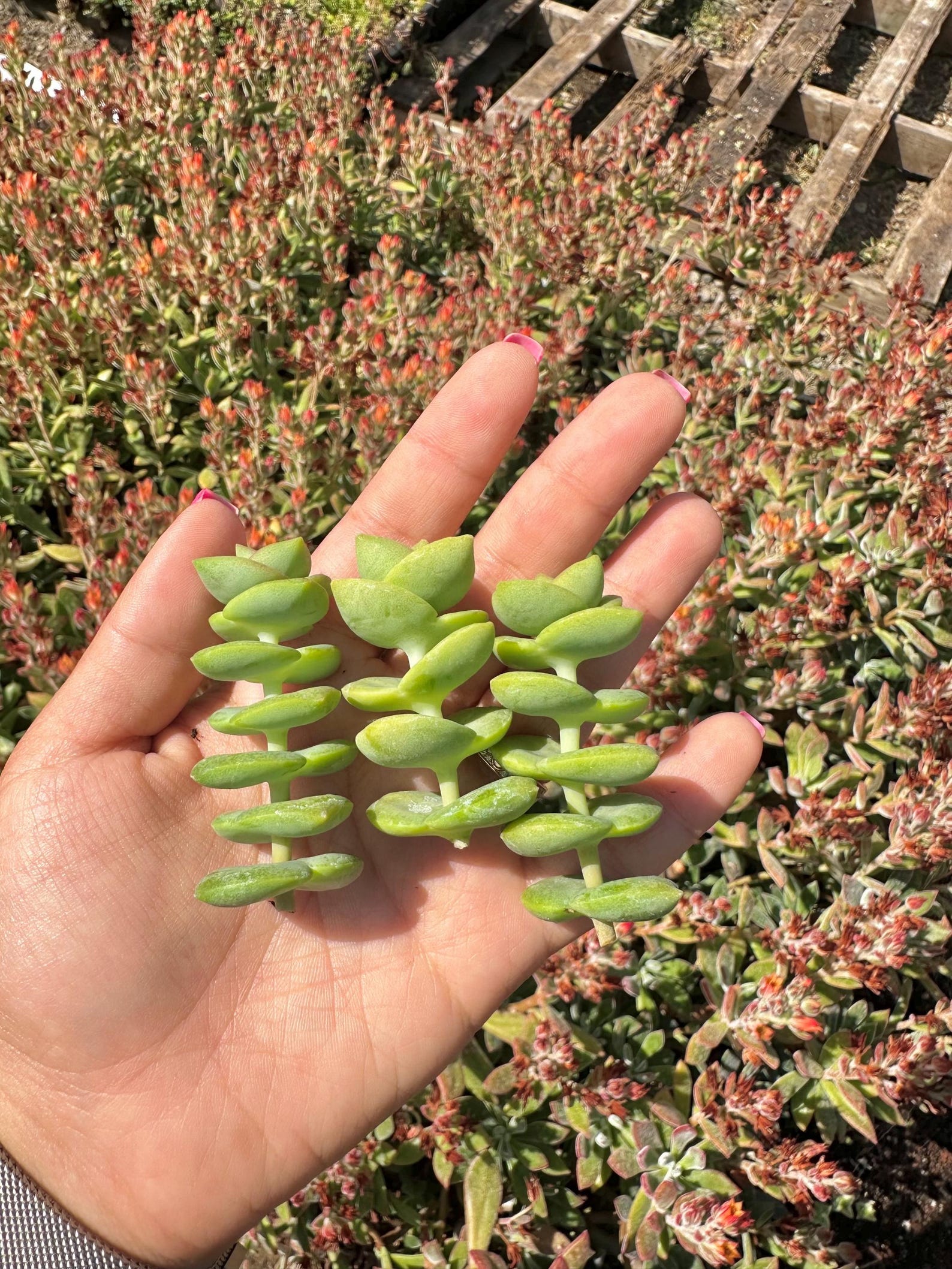 String of Buttons Cuttings - Unrooted Succulent Cuttings - Live Starter ...