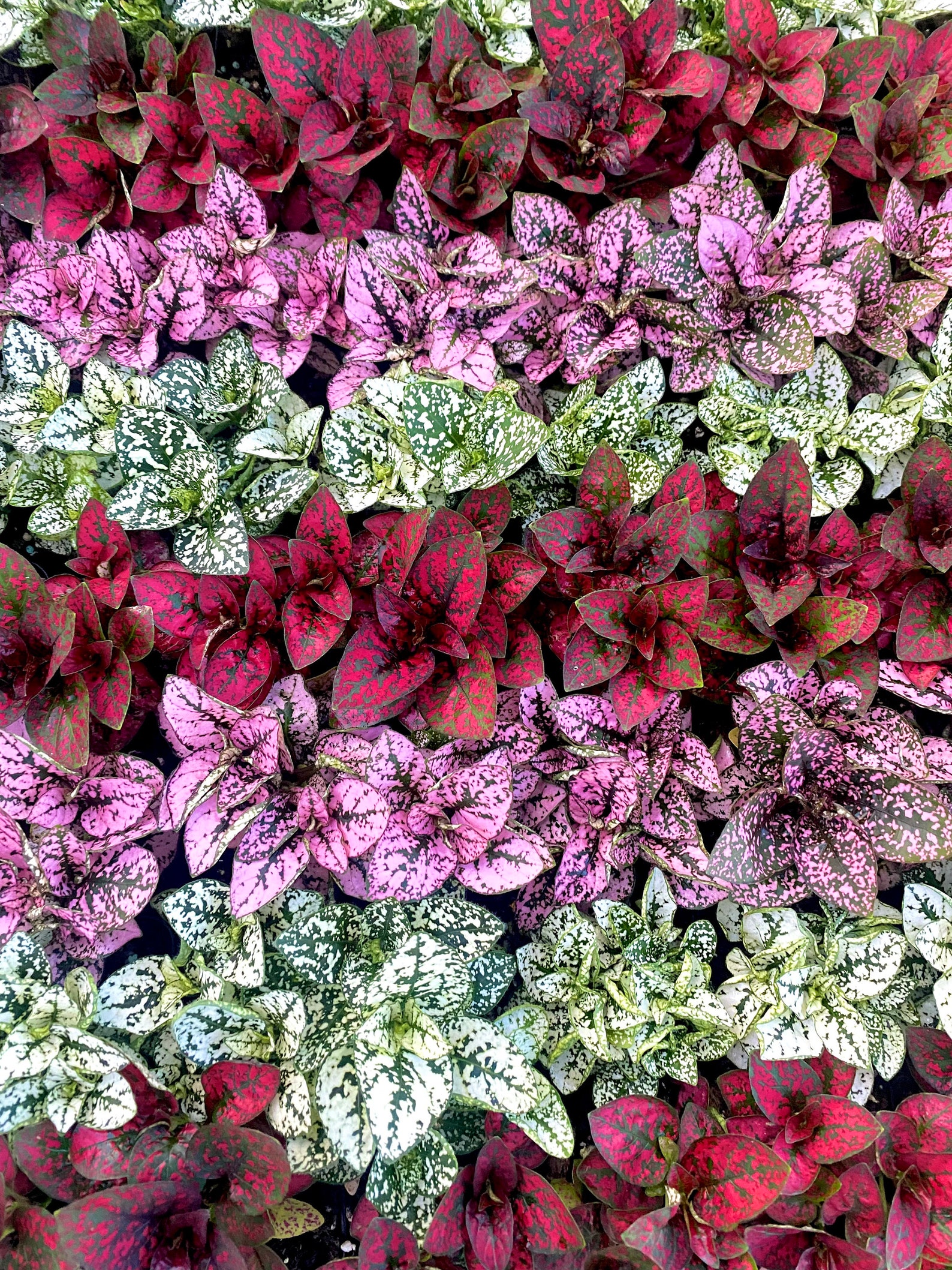 2 Pink Polka Dot Plant Hypoestes Phyllostachya House Etsy