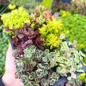 Mini Sedum Fairy Garden Sampler Pack - Sedum Tricolor - Little Missy - Gold Moss - Jelly Beans - Angelina - Bronze Carpet - Stonecrop