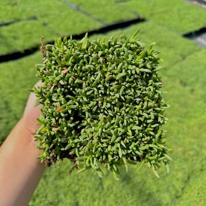 Ruschia Lineolata - Dwarf Carpet of Stars Live Plant Quad