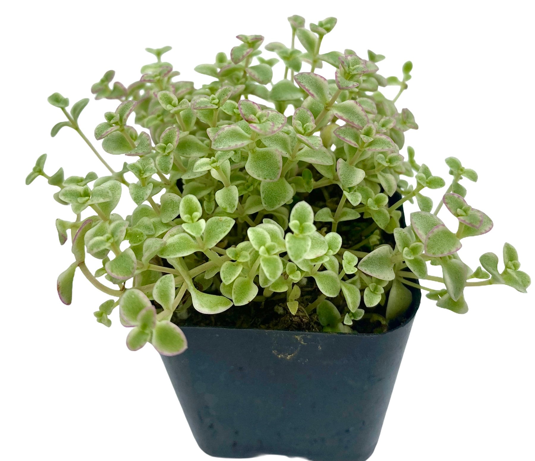 2" Sedum Little Missy Live Plant - Stonecrop - Variegated - Etsy