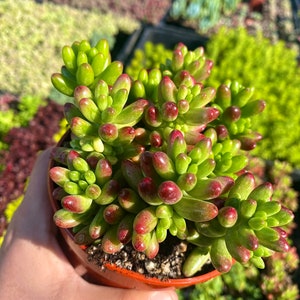 4" Sedum Rubrotinctum Jelly Beans - Stonecrop - Live Plant - Fully Rooted - Pork and Beans Sedum