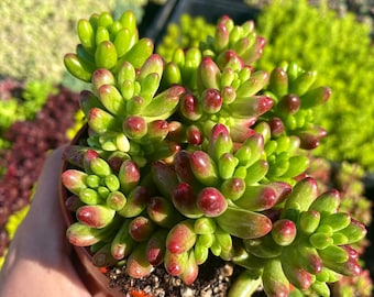 4" Sedum Rubrotinctum Jelly Bean Plant - Pork and Beans Stonecrop