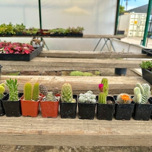 10 Mini Cacti