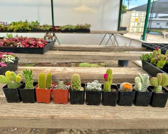 10 Mini Cacti