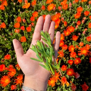 10 Orange Bush Iceplant Cuttings