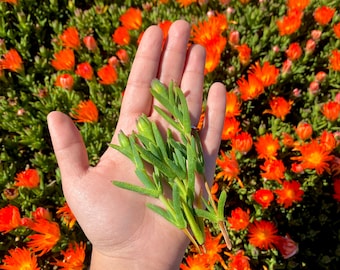 10 Orange Bush Iceplant Cuttings