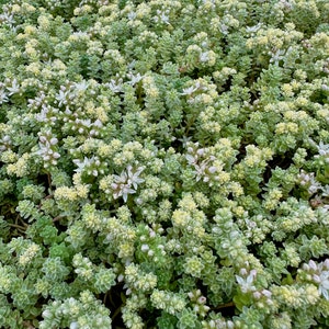 Sedum Suzie Q English - Stonecrop