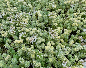 Sedum Suzie Q English - Stonecrop