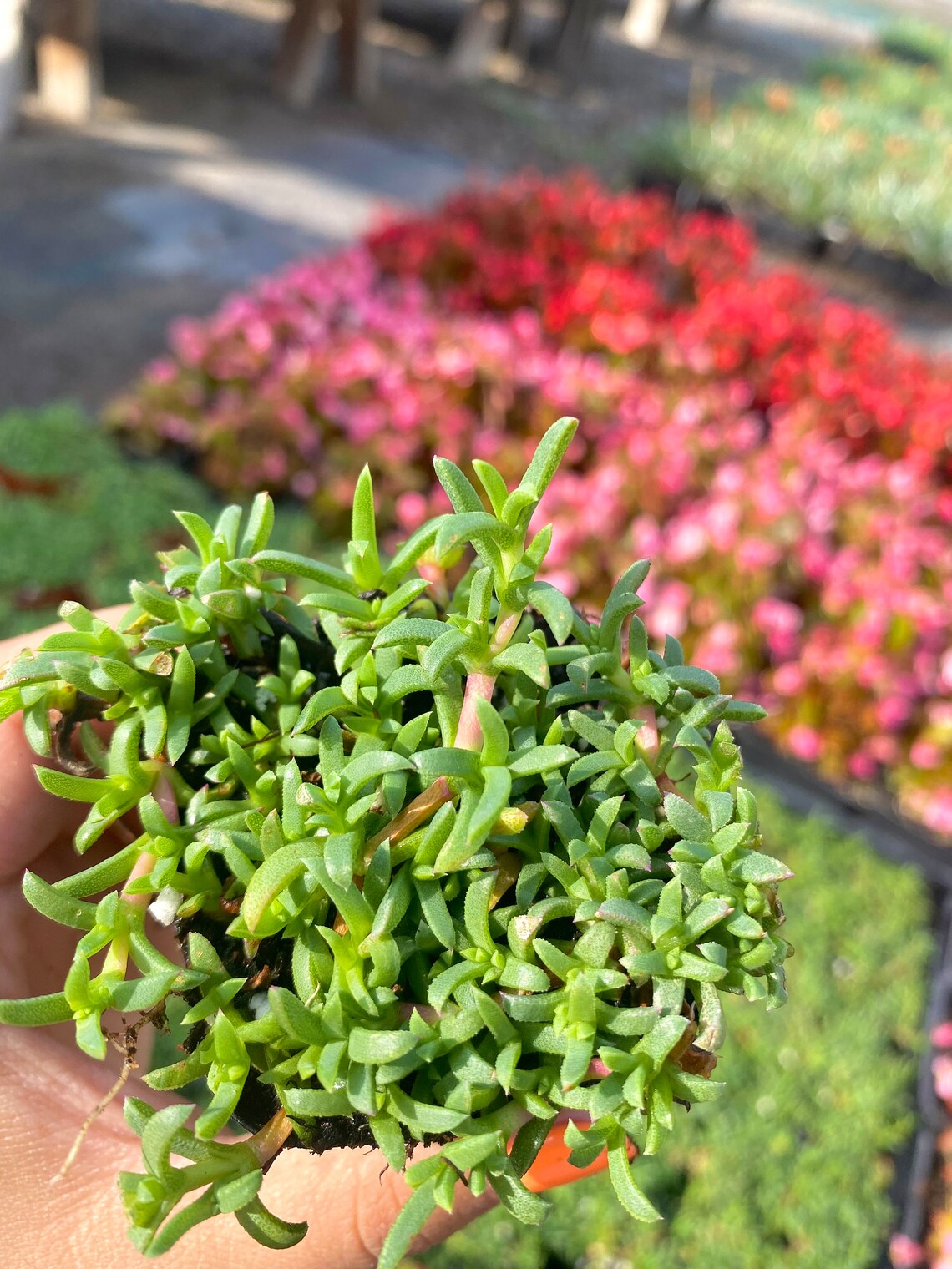 2 Ruschia Lineolata nana dwarf Carpet of Stars Etsy