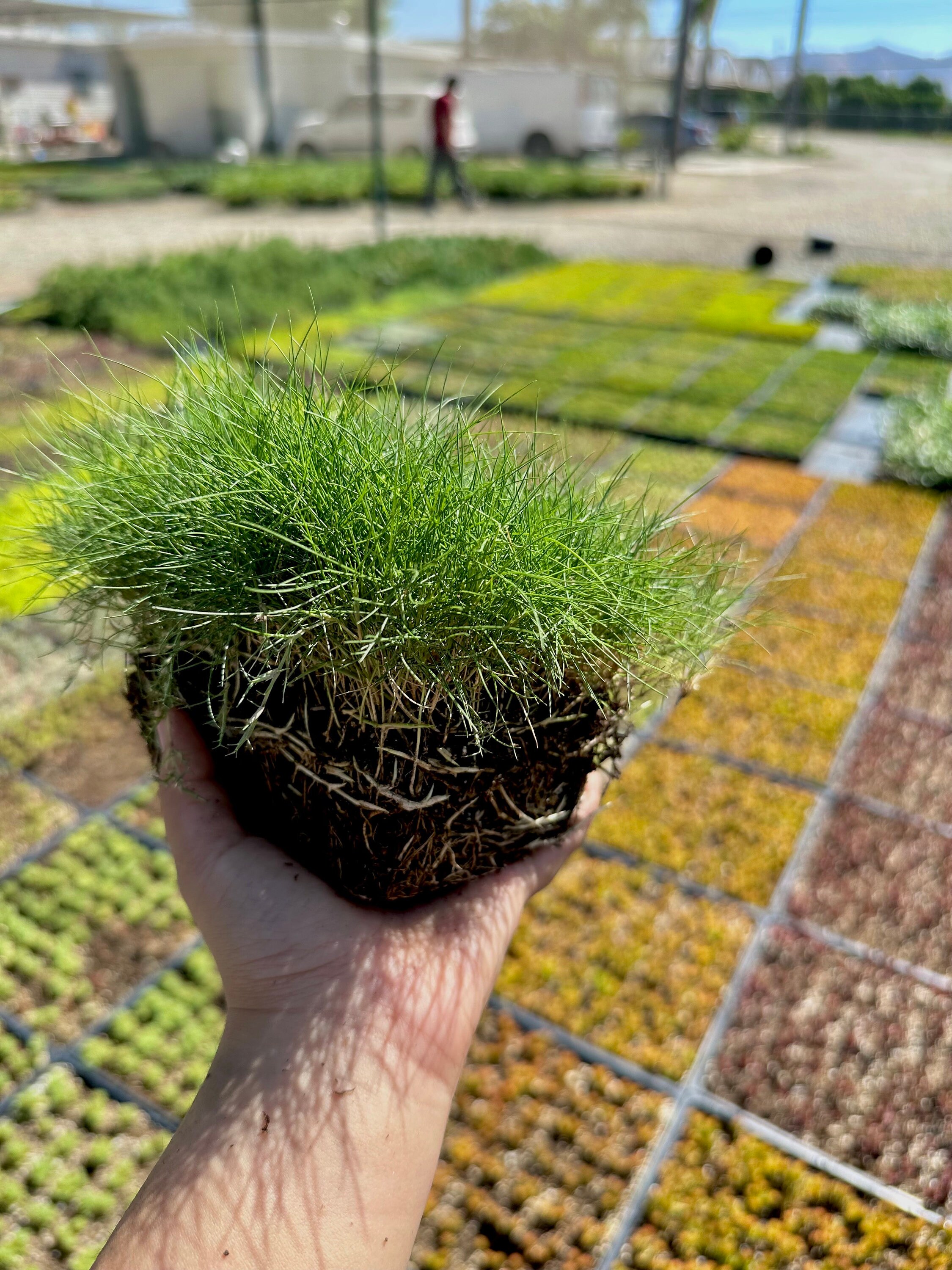 Korean Grass - Live Plant Quad - Etsy
