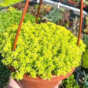 6 Sedum Acre Gold Moss Live Plant Stonecrop image 2