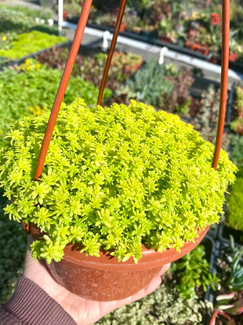 6 Sedum Acre Gold Moss Live Plant Stonecrop image 2