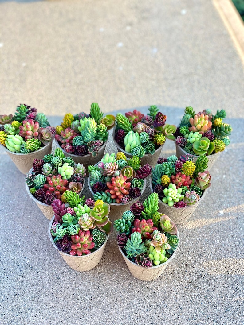 10 Sedum Cutting Mix - Different Varieties - Little Missy, Coral Reef, Tricolor, Pachyclados, Brevifolium 