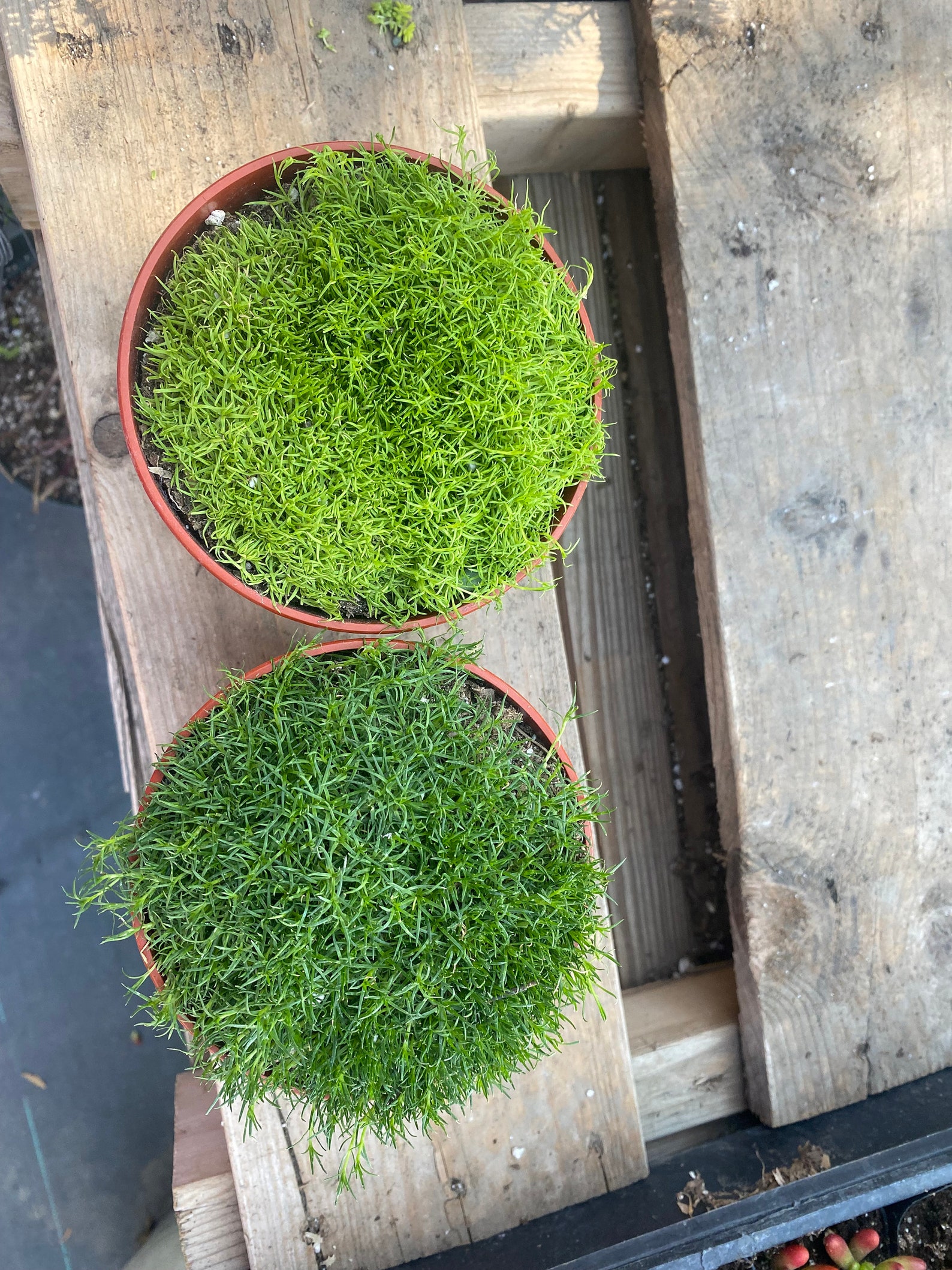 Irish & Scotch Moss Bundle 4 Pots Live Plants Etsy