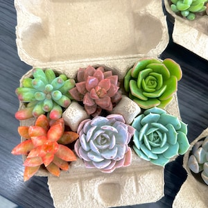 Rosette Succulent Cuttings in Egg Carton Gift Box