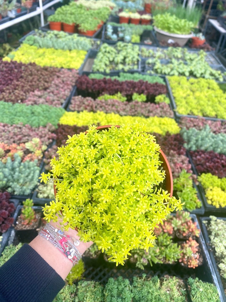 4 Sedum Acre Gold Moss Live Plant Stonecrop image 1