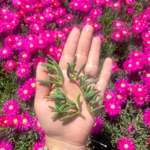 10 Rose Pink Trailing Ice plant Cuttings