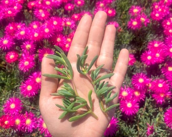 10 Rose Pink Trailing Ice plant Cuttings