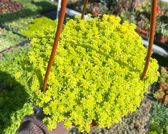 6" Sedum Acre Gold Moss Live Plant - Stonecrop