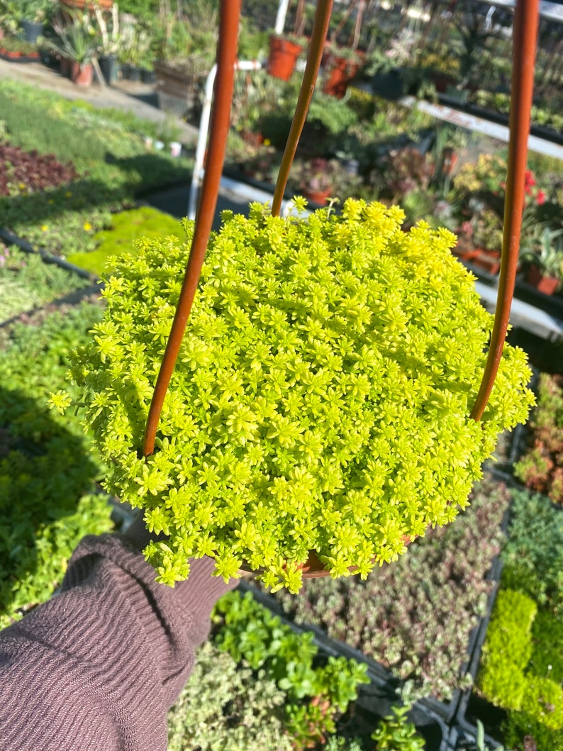 6 Sedum Acre Gold Moss Live Plant Stonecrop image 1