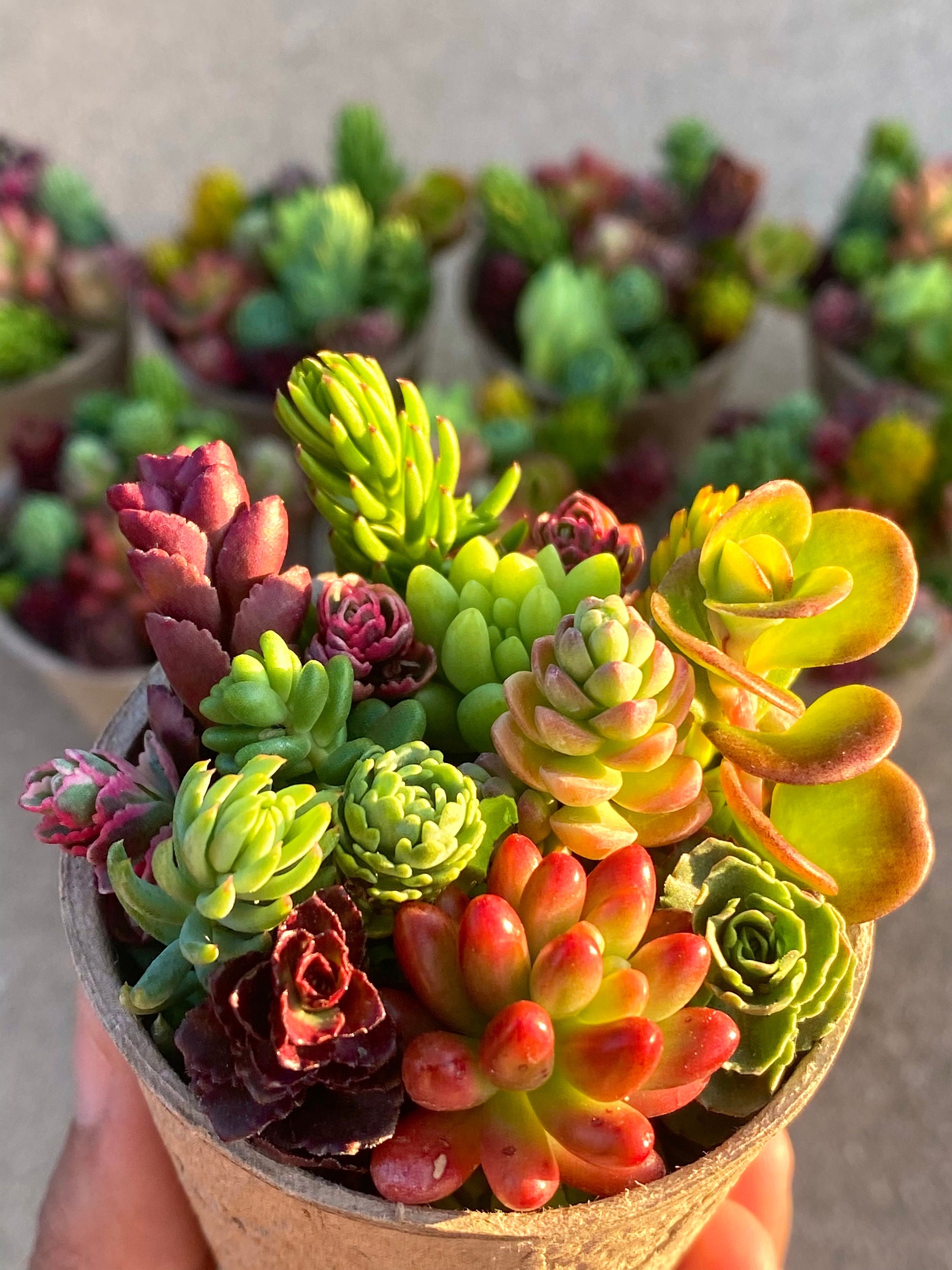 10 Mini Sedum Cuttings Mix: Unrooted Succulent Variety Pack - Etsy