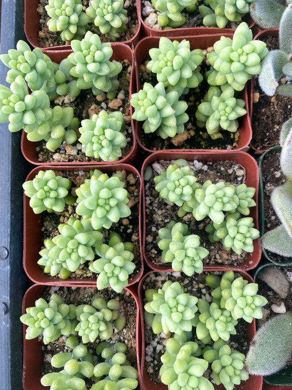 2" Donkey Tail Sedum Succulent - Burro's Tail Stonecrop - Etsy