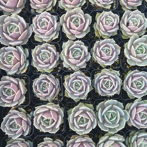 May include: A collection of small, potted succulents with green and purple leaves arranged in a grid pattern.