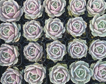 May include: A collection of small, potted succulents with green and purple leaves arranged in a grid pattern.